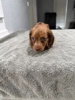 Rusty, a male Miniature Dachshund for sale in Spring Hill, FL – 3 of 10