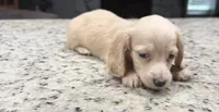 Luna, a female Miniature Dachshund for sale in Spring Hill, FL – 10 of 10