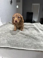 Tiger, a male Miniature Dachshund for sale in Spring Hill, FL – 10 of 10