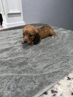 Ruby, a female Miniature Dachshund for sale in Spring Hill, FL – 1 of 8