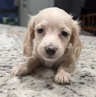 Luna, a female Miniature Dachshund for sale in Spring Hill, FL – 2 of 10