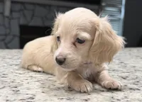 Luna, a female Miniature Dachshund for sale in Spring Hill, FL – 5 of 10