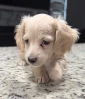 Luna, a female Miniature Dachshund for sale in Spring Hill, FL – 8 of 10