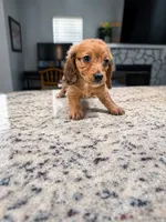 Ruby, a female Miniature Dachshund for sale in Spring Hill, FL – 8 of 10