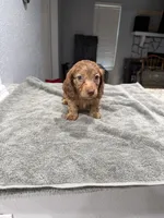 Tiger, a male Miniature Dachshund for sale in Spring Hill, FL – 4 of 10