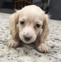 Luna, a female Miniature Dachshund for sale in Spring Hill, FL – 4 of 10