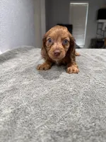Rusty, a male Miniature Dachshund for sale in Spring Hill, FL – 2 of 10
