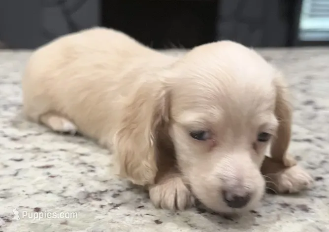 Luna – Miniature Dachshund puppy for sale in Spring Hill, FL