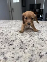 Ruby, a female Miniature Dachshund for sale in Spring Hill, FL – 10 of 10