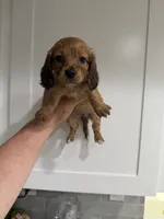 Ruby, a female Miniature Dachshund for sale in Spring Hill, FL – 7 of 8