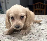 Marshall, a male Miniature Dachshund for sale in Spring Hill, FL – 6 of 10