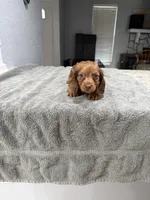 Rusty, a male Miniature Dachshund for sale in Spring Hill, FL – 4 of 10