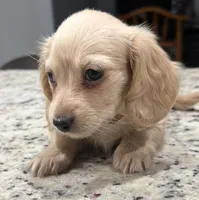 Amy, a female Miniature Dachshund for sale in Spring Hill, FL – 10 of 10