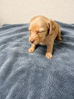 Molly, a female Miniature Dachshund for sale in Spring Hill, FL – 5 of 9