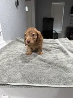 Tiger, a male Miniature Dachshund for sale in Spring Hill, FL – 5 of 10