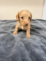 Molly, a female Miniature Dachshund for sale in Spring Hill, FL – 2 of 9
