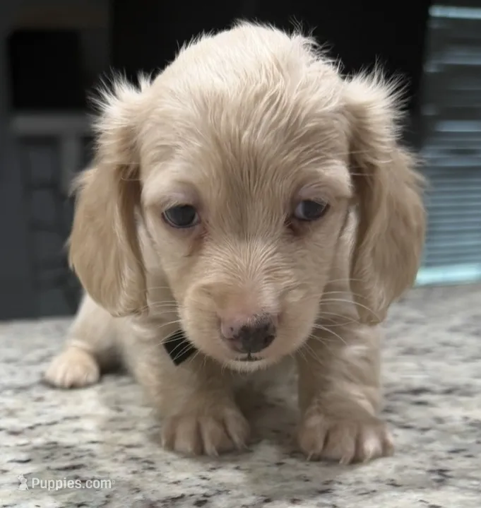 Buddy – Miniature Dachshund puppy for sale in Spring Hill, FL