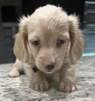 Buddy, a male Miniature Dachshund for sale in Spring Hill, FL – 1 of 10