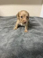Molly, a female Miniature Dachshund for sale in Spring Hill, FL – 4 of 8