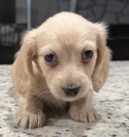 Amy, a female Miniature Dachshund for sale in Spring Hill, FL – 7 of 10