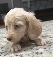 Buddy, a male Miniature Dachshund for sale in Spring Hill, FL – 3 of 10