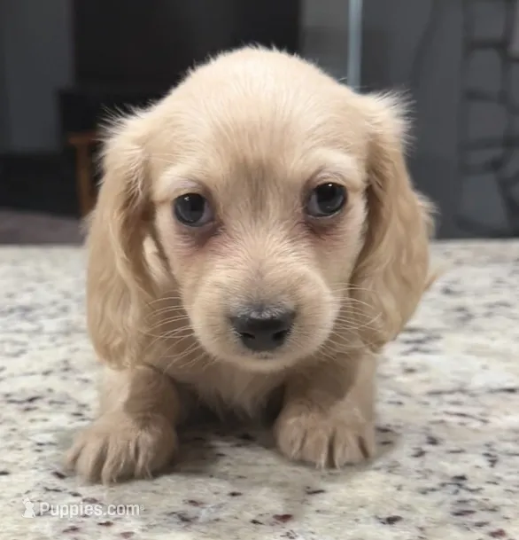 Marshall – Miniature Dachshund puppy for sale in Spring Hill, FL