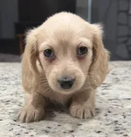 Marshall, a male Miniature Dachshund for sale in Spring Hill, FL – 1 of 10