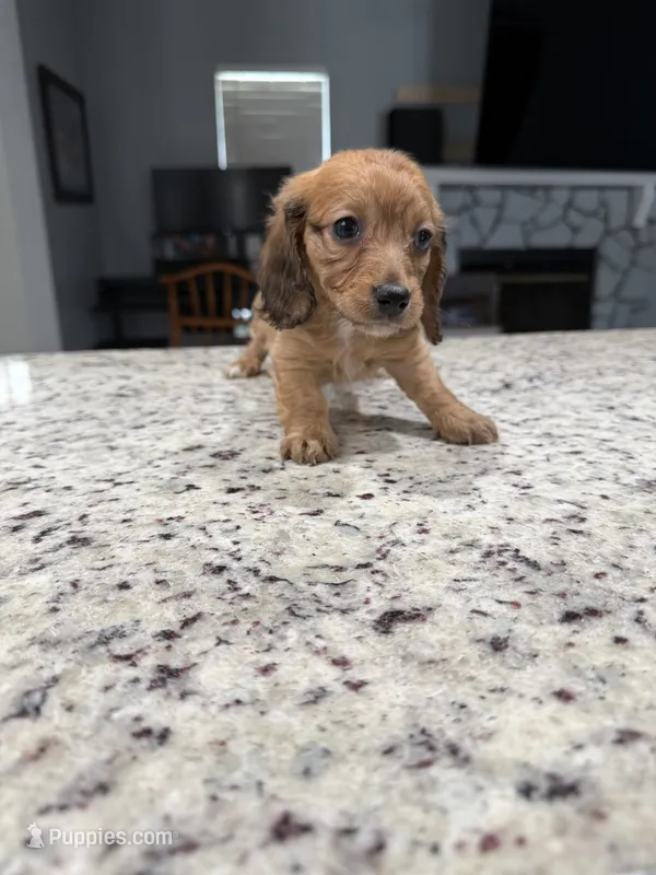 Ruby – Miniature Dachshund puppy for sale in Spring Hill, FL