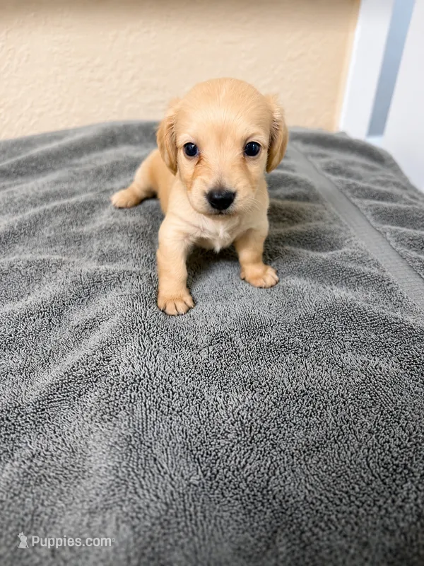 Princess – Miniature Dachshund puppy for sale in Spring Hill, FL
