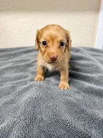 Molly, a female Miniature Dachshund for sale in Spring Hill, FL – 4 of 9