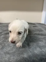 Chase, a male Miniature Dachshund for sale in Spring Hill, FL – 7 of 10