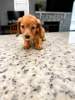 Ruby, a female Miniature Dachshund for sale in Spring Hill, FL – 9 of 10