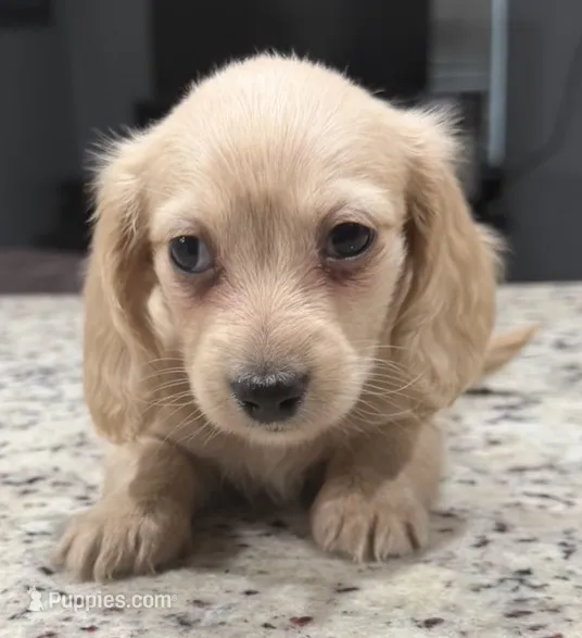 Amy – Miniature Dachshund puppy for sale in Spring Hill, FL