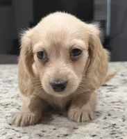 Amy, a female Miniature Dachshund for sale in Spring Hill, FL – 1 of 10