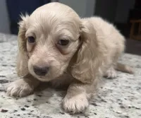 Marshall, a male Miniature Dachshund for sale in Spring Hill, FL – 3 of 10