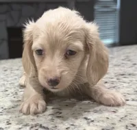 Buddy, a male Miniature Dachshund for sale in Spring Hill, FL – 8 of 10