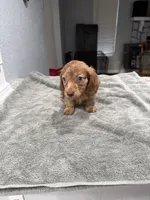 Tiger, a male Miniature Dachshund for sale in Spring Hill, FL – 8 of 10