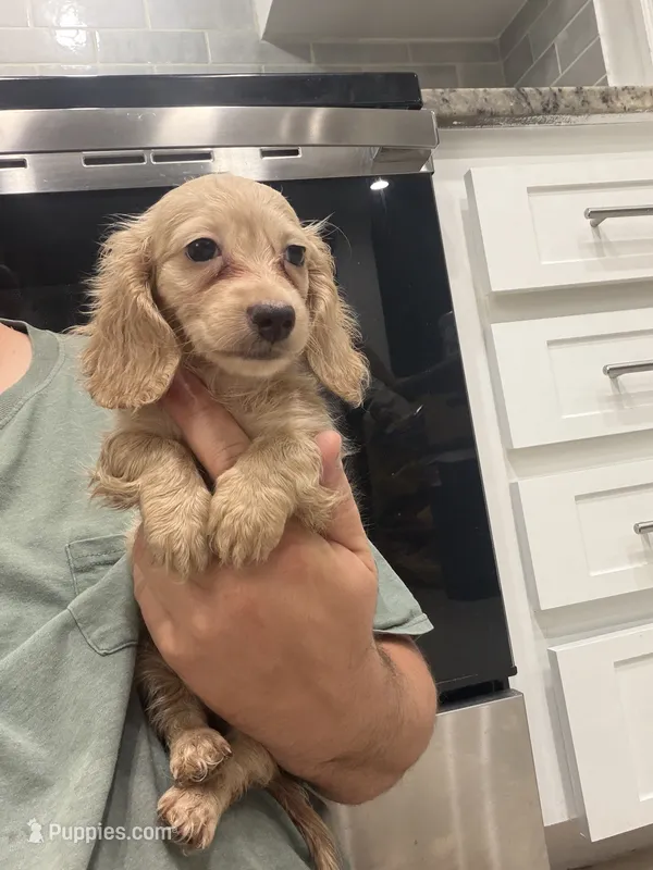 Marshall – Miniature Dachshund puppy for sale in Spring Hill, FL