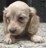 Marshall, a male Miniature Dachshund for sale in Spring Hill, FL – 4 of 10