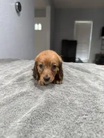 Ruby, a female Miniature Dachshund for sale in Spring Hill, FL – 2 of 8