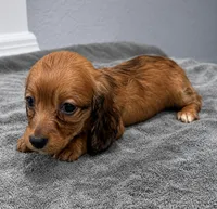 Ruby, a female Miniature Dachshund for sale in Spring Hill, FL – 7 of 10