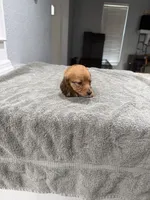 Ruby, a female Miniature Dachshund for sale in Spring Hill, FL – 6 of 8