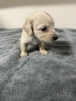 Princess, a female Miniature Dachshund for sale in Spring Hill, FL – 4 of 7