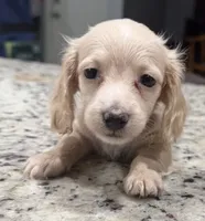 Luna, a female Miniature Dachshund for sale in Spring Hill, FL – 9 of 10