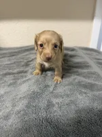 Molly, a female Miniature Dachshund for sale in Spring Hill, FL – 3 of 8