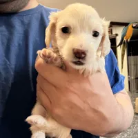 Phoenix, a male Miniature Dachshund for sale in Brevard, NC – Photo 1 of 7