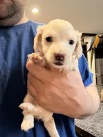 Phoenix, a male Miniature Dachshund for sale in Brevard, NC – Photo 1 of 7