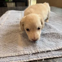 Phoenix, a male Miniature Dachshund for sale in Brevard, NC – Photo 4 of 7