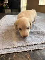 Phoenix, a male Miniature Dachshund for sale in Brevard, NC – Photo 4 of 7