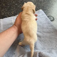 Phoenix, a male Miniature Dachshund for sale in Brevard, NC – Photo 7 of 7